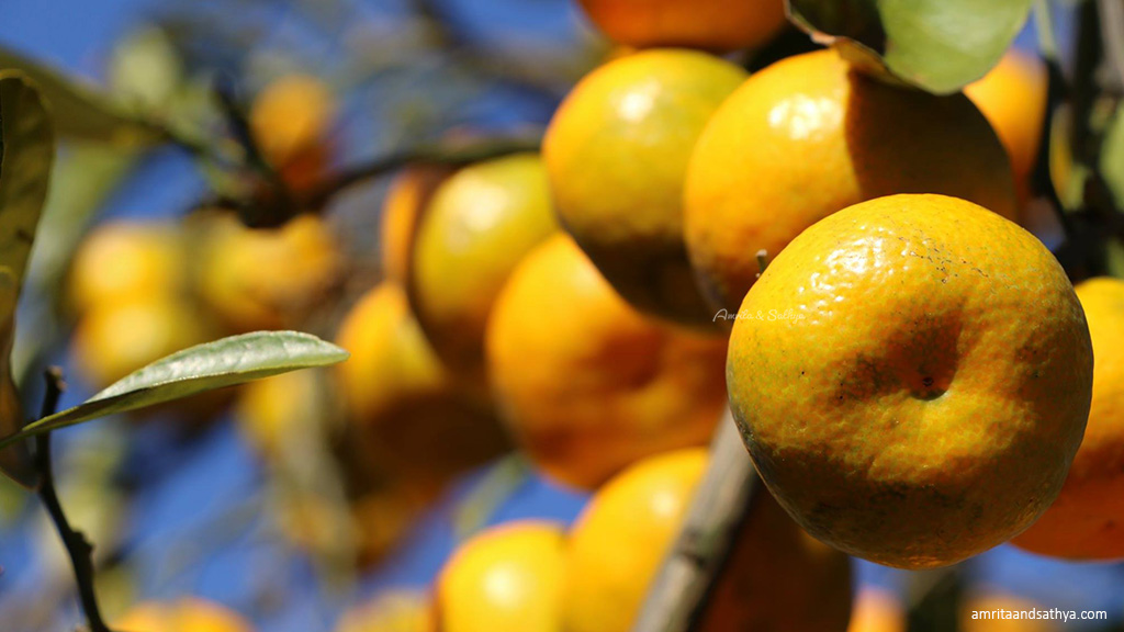 Fruit Seasons in Sydney